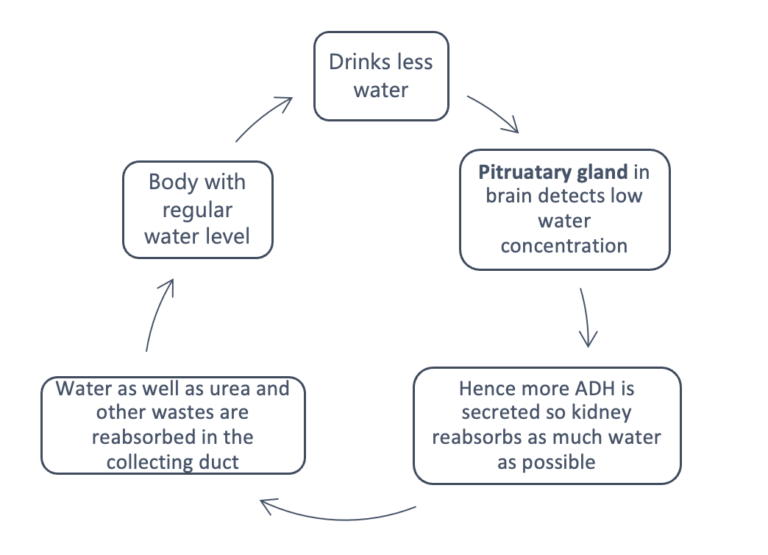 Less Water